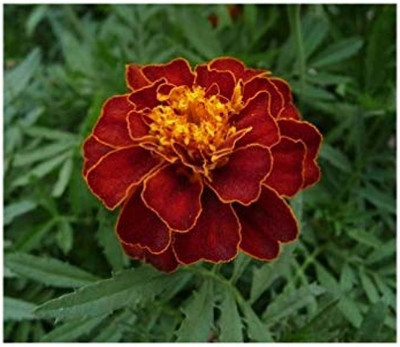 BDSresolve Red marigold flower seeds/Marigold seeds 102 Seed(102 per packet)