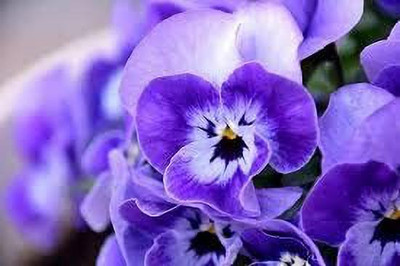 Aywal Pansy Swiss Gaint Mixed Flower Seed(70 per packet)