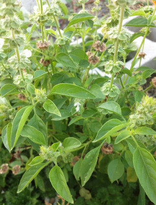 WILLVINE VVI-14 Lime Basil Herb Seeds Seed(2000 per packet)
