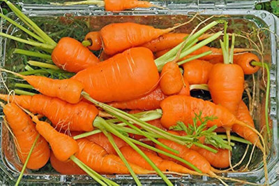 AloGardening Hybrid F1 Carrot/Gajar Vegetables Seeds Seed(95 per packet)