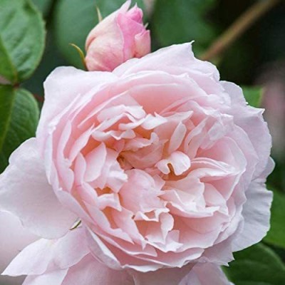 CYBEXIS GBPUT-27 - English Rose - (300 Seeds) Seed(300 per packet)