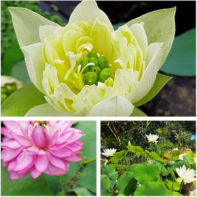BJUBAS Lotus flower seeds low price pack of 12 Seed(12 per packet)