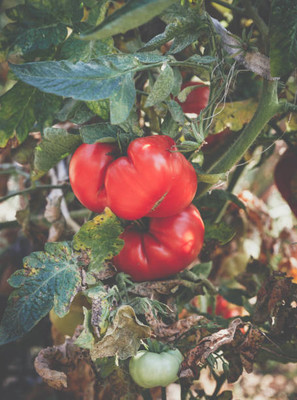 Farmer tech tomato Seed(30 per packet)