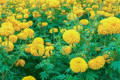 Kishori Creation marigold,gende ka phool seeds Seed(20 per packet)