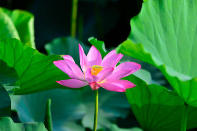 VYDER lotus,kamal gatta Seed(11 per packet)