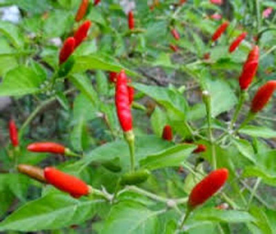 Biosnyg Organic Thai Hot Pepper Seeds For Kitchen Gardening-(2000 Seeds) Seed(2000 per packet)