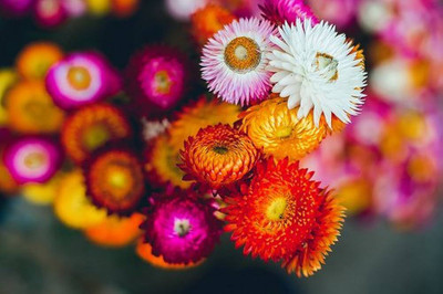 BDSresolve Chrysanthemum mix flower seeds PACK OF 15 Seed(15 per packet)