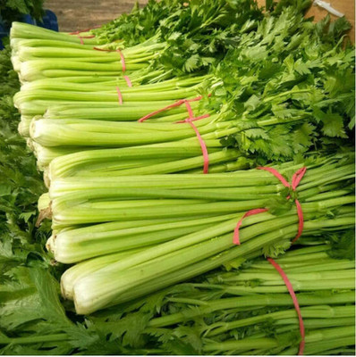 CYBEXIS Hybrid Celery Seeds Harvest Vegetables Fresh Green700 Seeds Seed(700 per packet)