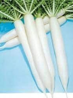 LPR MULI ,WHITE RADISH Seed(40 per packet)