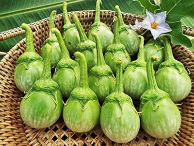 wequality sarpan seeds f1 brinjal/brinjal seeds 39 Seed(39 per packet)
