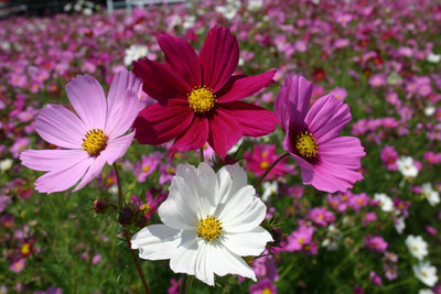 ZIXA Cosmos – Bipinnatus Sensation Mix Seed(40 per packet)