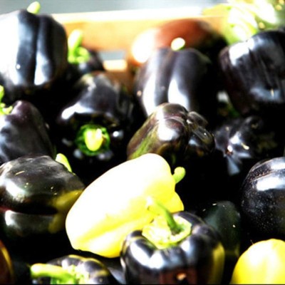 CYBEXIS Hybrid Black Capsicum Sweet Pepper Seeds-300 Seeds Seed(300 per packet)