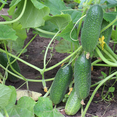 CYBEXIS VXI-36 - Cucumber for Planting - (150 Seeds) Seed(150 per packet)