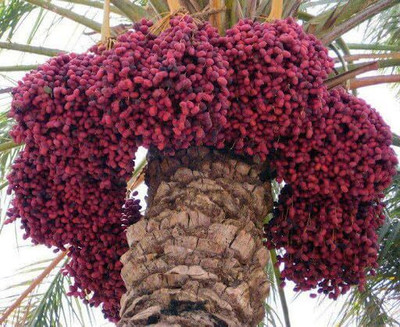 Aywal KHAJUR/DATE Seed(39 per packet)