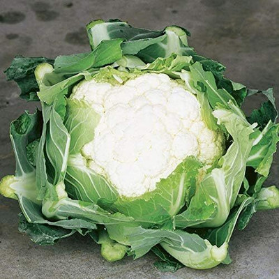 Qualtivate PUA-9A Cauliflower (Snowball Y Improved) Seed(300 per packet)