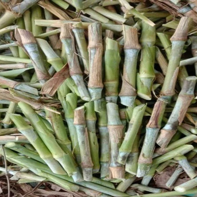 PLANTORISH Super Napier Live Multicut High Germination Grass Stick Seed(20 per packet)