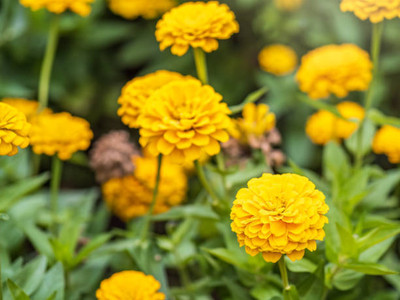 Sandhya Darshan marigold,gende ka phool seeds Seed(20 per packet)