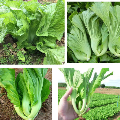 CYBEXIS XL-63 - Chinese Mustard - Small Gai Choi - (2250 Seeds) Seed(2250 per packet)