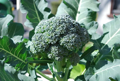 VibeX ® VLR-362 Arcadia F1 Broccoli Seeds Seed(200 per packet)