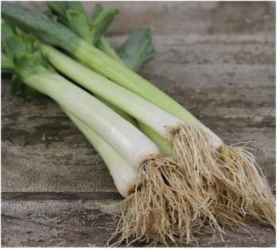 KNESSiN Heirloom BULGARIAN GIANT LEEK Seeds For Gardening-(300 Seeds) Seed(300 per packet)
