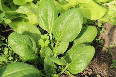 AFARTIOBINA 100 PCS SPINACH SEEDS-A02 Seed(100 per packet)
