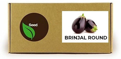 CYBEXIS Brinjal Round600 Seeds Seed(600 per packet)