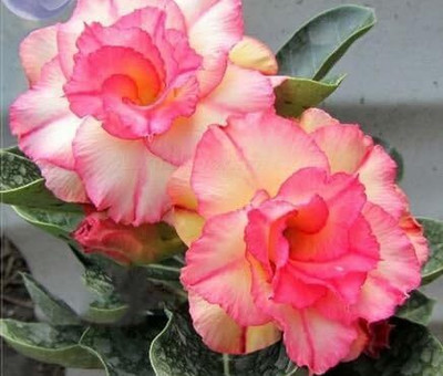 Qualtivate LX-187 Mixed Adenium Desert Rose Flower Seeds Seed(30 per packet)