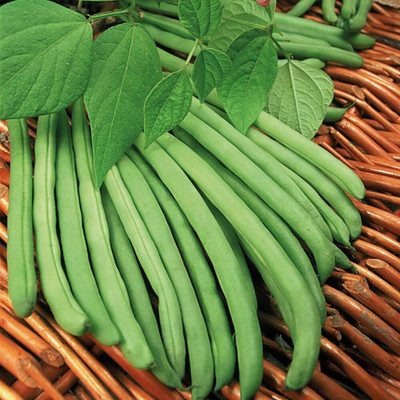 KNESSiN XI-22 Climbing String Cobra Bean Seed(150 per packet)