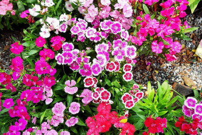 the green dotcom Sweet William Flower Seeds for Balcony Gardening Seed(146 per packet)