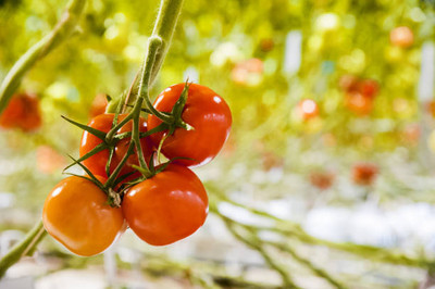 NATUREPETALS tomato Seed(115 per packet)