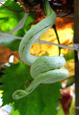 Qualtivate PUA-9A Anguina Snake Gourd Seed Seed(25 per packet)