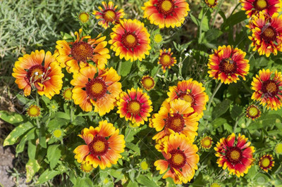 KANAYA Gaillardia Flower Seed(70 per packet)