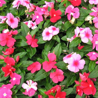 Lorvox Vinca rosea Dwarf Mixed Flower Seed(80 per packet)