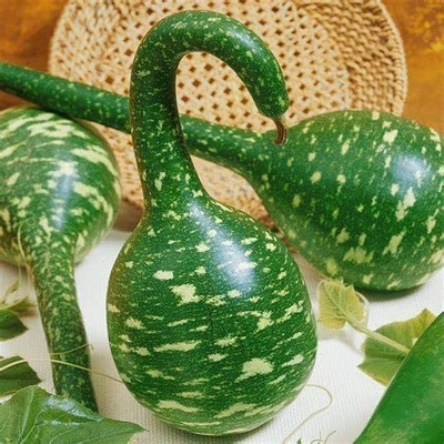 VibeX LXI-5 - Swan Bottle Gourd Vegetable - (100 Seeds) Seed(100 per packet)