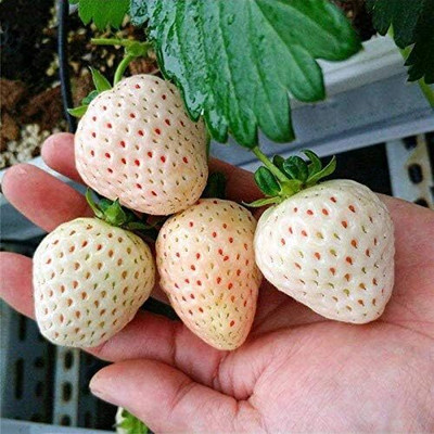 KNESSiN White Snow Alpine Strawberry,Fragaria Seed(50 per packet)