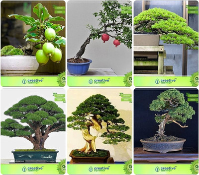 Smartfarmer bonsai combo 05 Seed(1000 per packet)