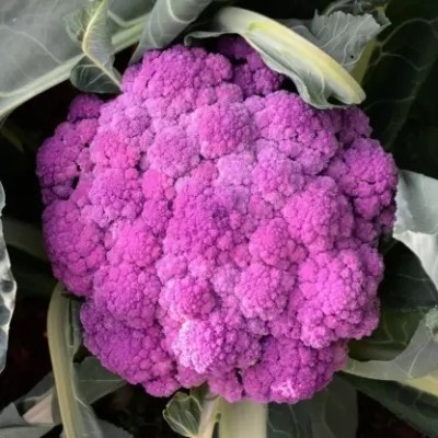 MAA Cauliflower, Gobi Seed(150 per packet)