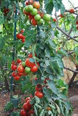 WILLVINE Pkm1 Tomato Hybrid High Yield [2.5g, 750 Seeds] Seed(750 per packet)