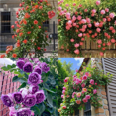 ibains Japanese Climbing Rose Seeds All Seasons no of seeds 37 Seed(37 per packet)