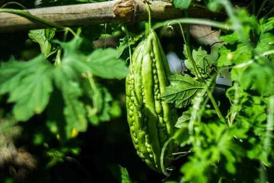XOLDAA F1 BEST QUALITY BITTER GOURD SEEDS Seed(10 per packet)