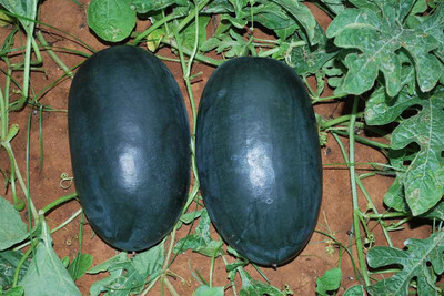 Farmonix Organic Watermelon Kiran Seed(50 per packet)