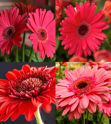ibains Gerbera flower seeds all colours beez 18 Seed(18 per packet)