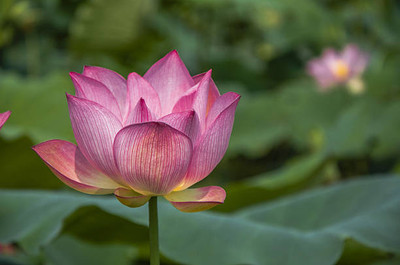 Sakuntala Hybrid Seeds lotus,kamal gatta Seed(11 per packet)