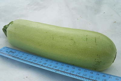 CYBEXIS PUAS-26 - Squash Zucchini Aspirant White Bush - (225 Seeds) Seed(225 per packet)