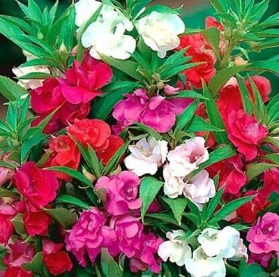 Lorvox Balsam double mixed flower Seed(10 per packet)
