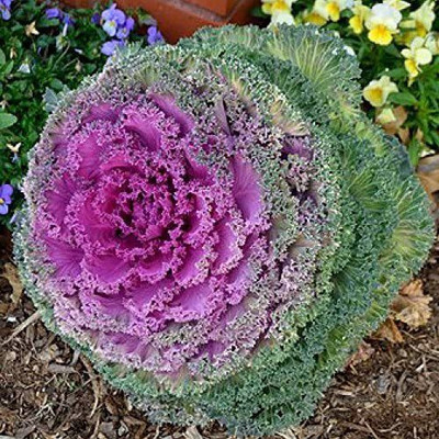 KANAYA Ornamental Cabbage / kale Mix Heirloom Flower Seed(28 per packet)