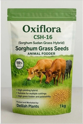 Oxiflora Hybrid Sourghum Grass Chari-1 variety, Animal Grass For Cow Buffelo Goat Pig Sheep Seed(1 kg)