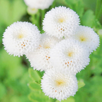 Qualtivate GBPUT-31 Chrysanthemum Parthenium Snowball Tanacetum Exhibition Flower Seed(25 per packet)