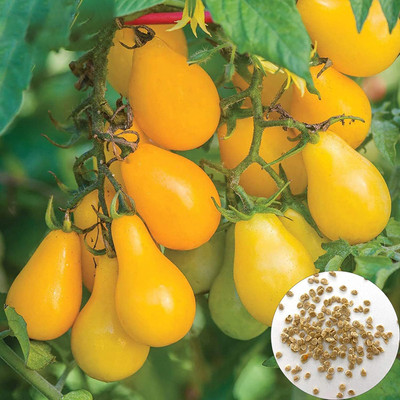 KNESSiN Yellow Pear Tomato Seed(500 per packet)