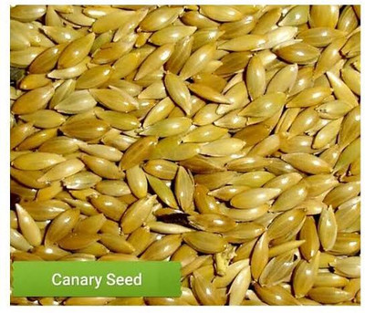 HAMPHU Canary Seeds for Birds imported Seed(500 per packet)
